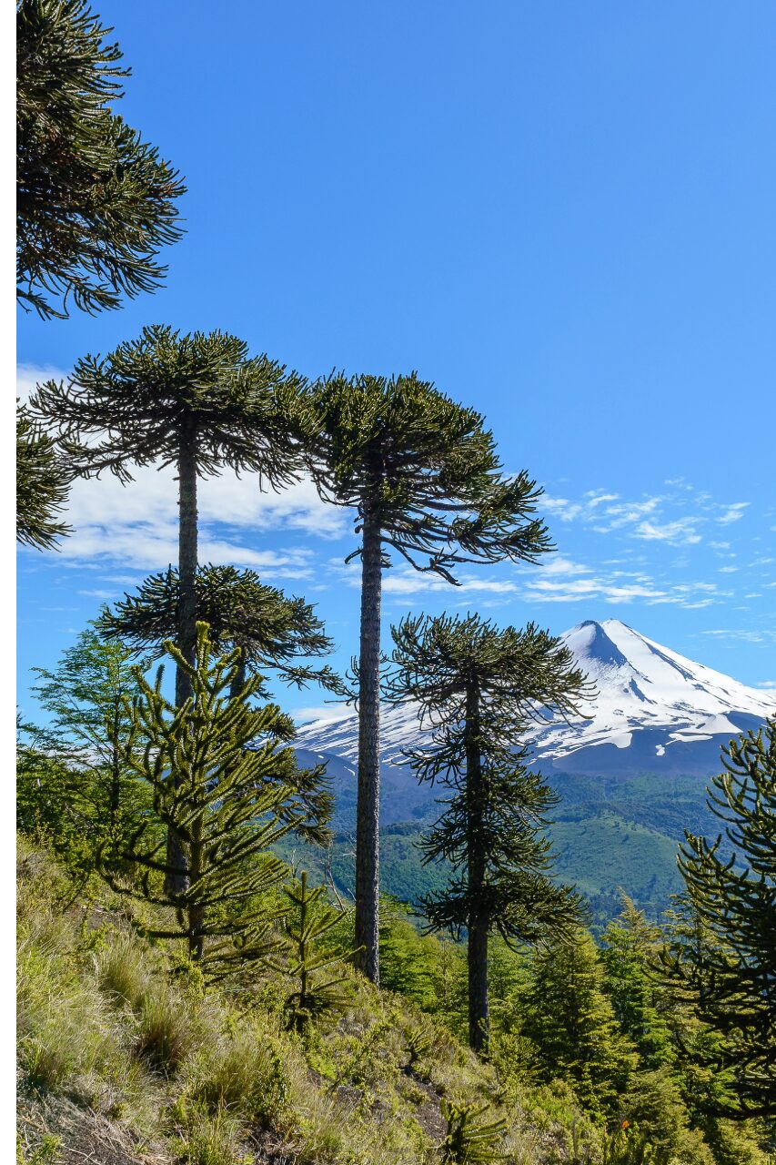 agenplanner araucanía